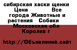 сибирская хаски щенки › Цена ­ 10 000 - Все города Животные и растения » Собаки   . Московская обл.,Королев г.